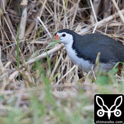 シロハラクイナは、4個体ほど観察できた。どれも警戒心が強い。