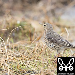タヒバリは6、7羽の小さな群れをつくって田んぼを飛び回っていた。