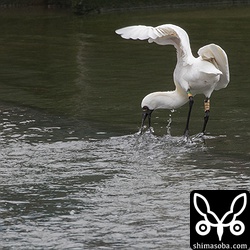 クロツラヘラサギとダイサギは、小さな堰を利用して獲物を捕まえていた。近くにはカワセミも。