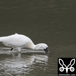 クロツラヘラサギは、浅瀬を走りながら自慢のくちばしで獲物を捕まえていた。