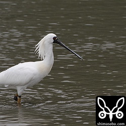 胸のあたりの冠羽がやや色付いてきたクロツラヘラサギ。