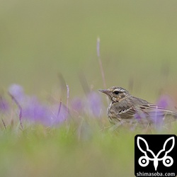 うっすら紫色に見えるのはリュウキュウコスミレ。