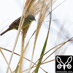 こちらはアオジのオス。グレーの頭巾がシベリアアオジっぽい。