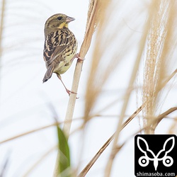 アオジのメス。ススキの種子を食っています。