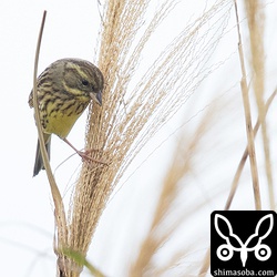 沖縄のアオジは、とにかく警戒心が強く何かに驚くとすぐに藪の中に潜ってしまいます。