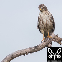 本日、見たサシバは半数ぐらいが幼鳥でした。