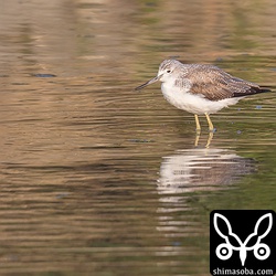 アオアシシギは多いときは数十羽が休んでいる。