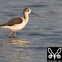 セイタカシギ第1回冬羽から夏羽へ。