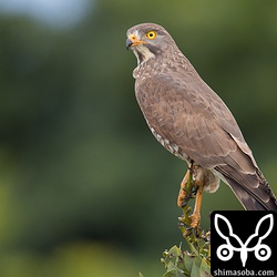 普通のサシバ。