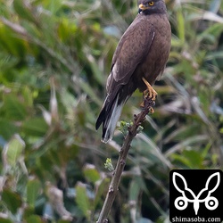 他のサシバがちょっかいを出しに来るのでなかなか落ち着かない様子だった。