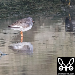 白い部分が目立つアカアシシギ。翼後縁の白帯でもなさそう。一部白化個体か。