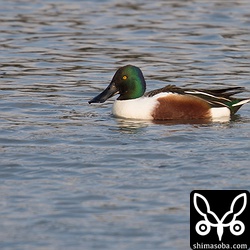 ハシビロガモのオス。