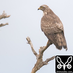 別個体の幼鳥。