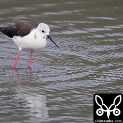 こちらはメスのセイタカシギ。