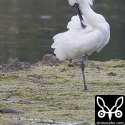 立派な冠羽です。