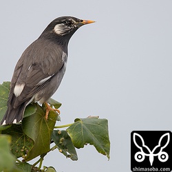 ムクドリ成鳥。