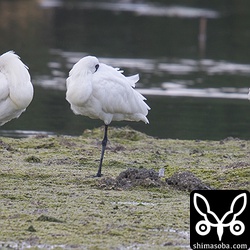 豊崎干潟には5羽のクロツラヘラサギが休んでいた。