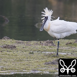 J15の足環をつけたクロツラヘラサギがいました。胸のあたりも色づいてきています。
