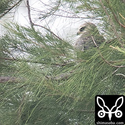 日本で初めて営巣・巣立ちが確認されたカタグロトビの幼鳥。幼鳥の目はまだ赤くないです。カタグロトビ特有のあの赤い目になるにはどれくらいの期間が必要なのか。