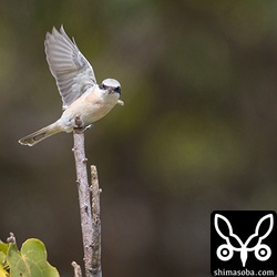 翼を広げたところ。
