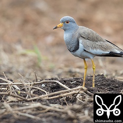 堆肥の積まれた畑にはヤツガシラとケリがいた。ケリは、ヤツガシラの獲物を横取りしようと狙っているようでしたが、襲われそうになったヤツガシラは素早く林に逃げていた。下の動画にはその様子が映っています。