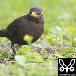 クロウタドリの歩き方は、体を低くして忍び足。