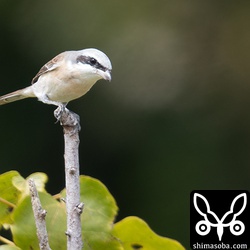 見た感じはシマアカモズに見える。