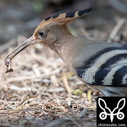 ゴキブリを食うヤツガシラ。