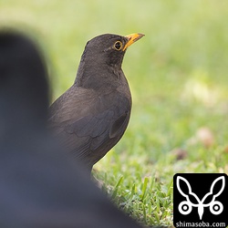クロウタドリを撮影していたらカラスが被ってきました。^^; クロウタドリが黒いと言ってもカラスの黒さにはかないませんね。