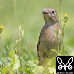 ジョウビタキが大量にいました。群れが石垣島を通過する時季に当たったようです。