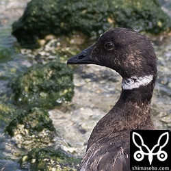 昨年、千葉県で見た個体より幼く見えますが幼鳥なのでしょうか。