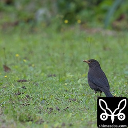 こちらは久宇良にいた個体。