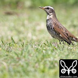 ツグミも近くにいました。