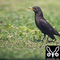 上の個体と同じ場所にいたクロウタドリ。こちらも愛想が良かった。