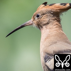 自動車が通って驚き近くのセンダンへ飛び上がった。