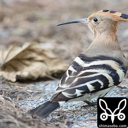 3羽目のヤツガシラは崎枝で発見。枯葉の積もった歩道にいた。緑の美しい芝生の上でのヤツガシラを見たかったけど今回はどこも茶色い背景でした。^^;