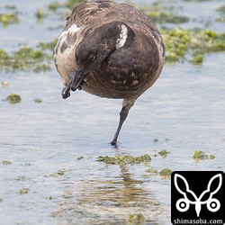 いつまで滞在するか分かりませんが、時折のぞいてみたいと思います。
