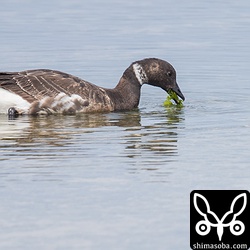 羽衣の状態も成鳥には見えません。コクガンは何年で成鳥羽に変わるのかわかりませんが幼羽の特徴の中雨覆と大雨覆の白帯はかなりすり減って見えますね。