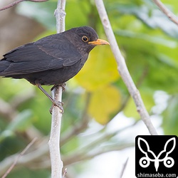 上のクロウタドリの近くにいた。道路ぎわで見つけたけど、歩行者に驚いて近くの枝に止まったところ。
