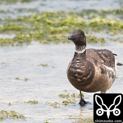 釣り人などがかなり近づいてもあまり逃げる気配がありません。