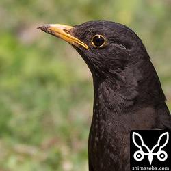 近いのでアップで。