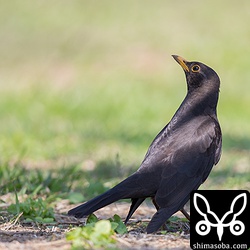 上空にチョウゲンボウが現れて警戒している。