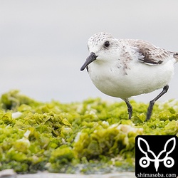 まだ冬羽でしょうか。