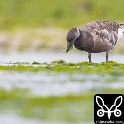 一口ずつ引き抜いては海藻を食っていた。餌はいくらでもあるがいつまで滞在するのだろうか。