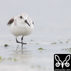 こちらも指の数が確認できます。