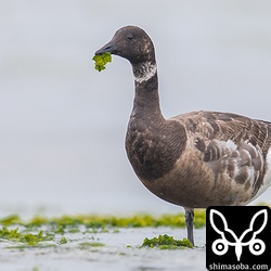 海藻を食うコクガン。