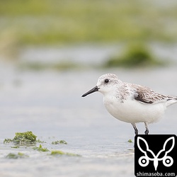 沖縄本島では、ミユビシギを近くで観察できる機会は少ないので写真もたくさん撮っておきました。