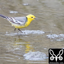 水路では、水生昆虫を捕まえていた。