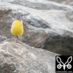 キガシラセキレイの近くにいたキセキレイ。