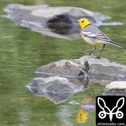 池では、岩から岩へ渡りながら水中や草の根元から虫を探し出していた。